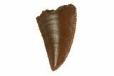 Serrated, Raptor Tooth - Real Dinosaur Tooth #144627-1